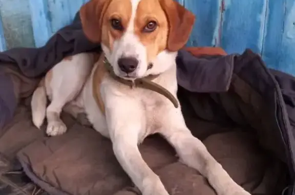 Пропала собака в Коршуновском СП, Омск