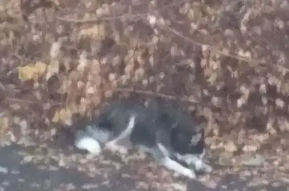 Хаски найдена на Коммунальной 7, Тамбов