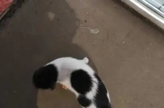 Найдена кошка, Барнаул, фото: Кошка найдена: ул. Исакова, 264, Барнаул