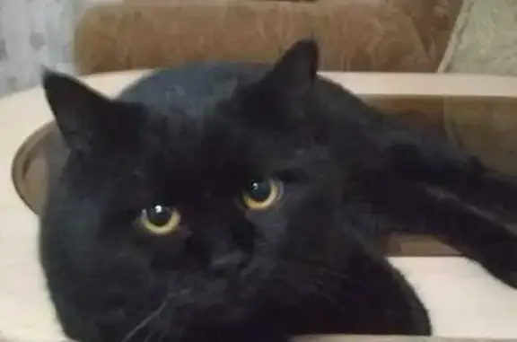 Кошки потеряшки, Дмитриевская Слобода, фото: Потеряшка кошка, Бочкарёва 11А