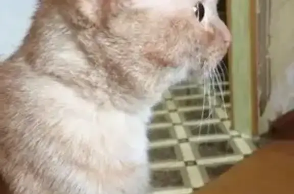 Найдена кошка, Томск, фото: Котик найден: Шпальный пер., 7, Томск