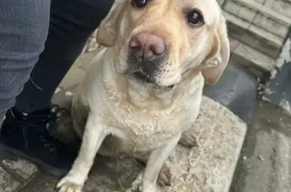 Найдена собака, Обухово, фото: Собака найдена в Атлант-Парке, Обухово