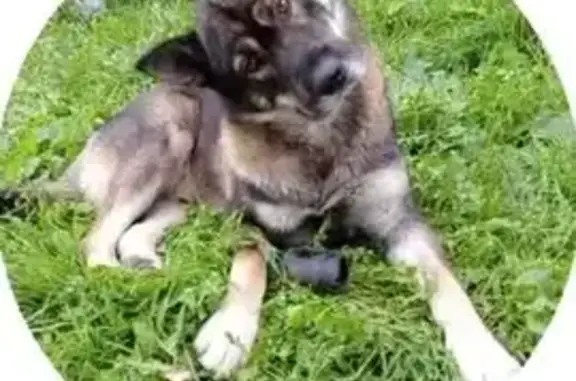 Пропала собака, Кузовлевский тракт, 10