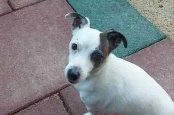 Собаки потеряшки, , фото: Потеряшка собака, Новая ул., 8