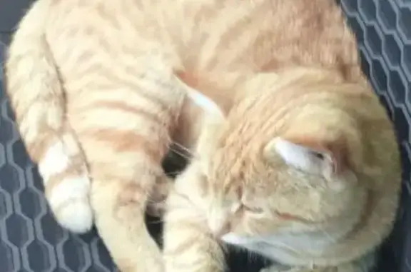 Кошки потеряшки, Саранск, фото: Потеряшка кот Юра, ул. Веселовского, 80