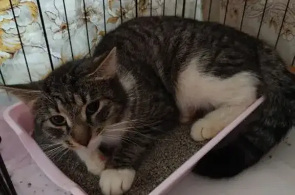 Найдена кошка, Санкт-Петербург, фото: Кошка найдена на Купчинской ул., 28, СПб