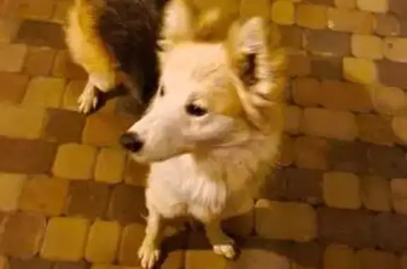 Найдена собака, Екатеринбург, фото: Найдена собака, ул. Рыбаков, Екатеринбург