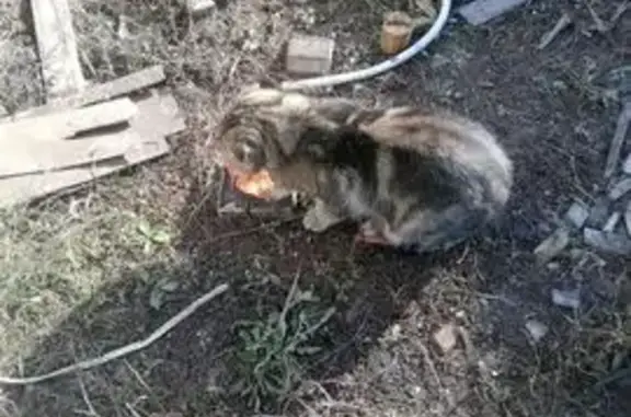 Кошки потеряшки, Уфа, фото: Потеряшка кот, Уфа, ул. Комарова 38А