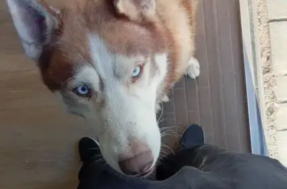 Найдена собака, Волгоград, фото: Собака найдена: пр. Столетова, Волгоград