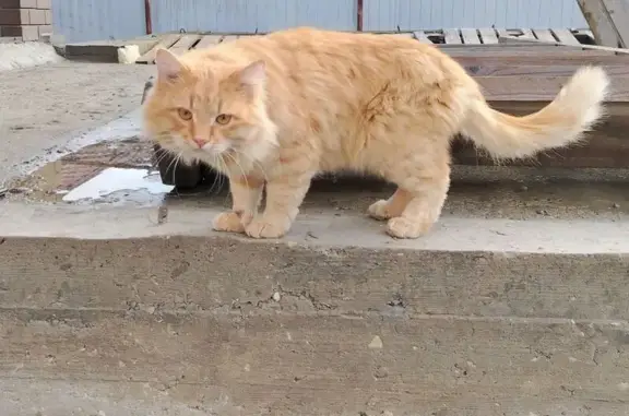 Найдена кошка, Саратов, фото: Крупный рыжий кот найден на Усть-Курдюмской, 1