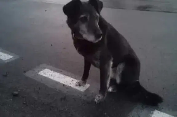 Найдена собака, Ведлозерское, фото: Собака найдена в Ведлозерском поселении