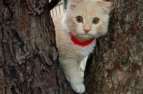 Пропала кошка в Калуге, Калужская обл.