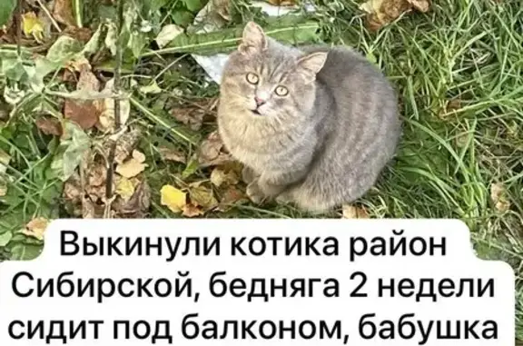 Кот найден на ул. Лебедева, Томск