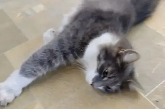 Пропала кошка, ул. Радищева, Калуга