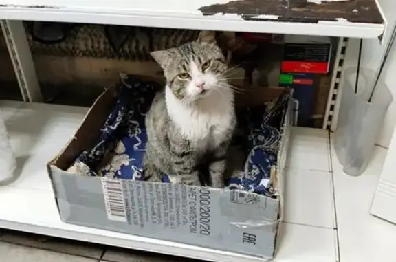 Пропала кошка, ул. Челюскинцев, Кыштым