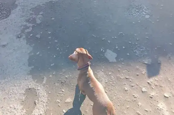 Найдена собака, Оренбург, фото: Такса найдена: 16-я Линия, 16, Оренбург