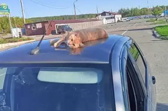 Кошки потеряшки, Саранск, фото: Потеряшка кошка, ул. Веселовского, Саранск