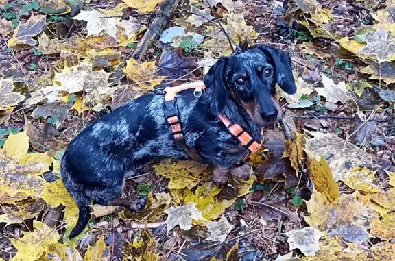 Собаки потеряшки, Санкт-Петербург, фото: Потеряшка такса, Верхне-Каменская ул. 3 к1