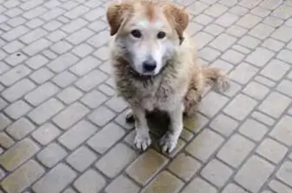 Собаки потеряшки, Тула, фото: Потеряшка собака, Калужское шоссе, Тула