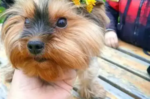 Пропала собака в Городище, Белгородская обл.