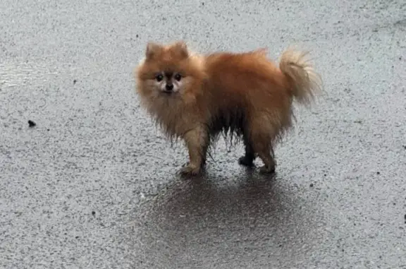 Найдена собака, пр. Мира 6 к1, Красноярск