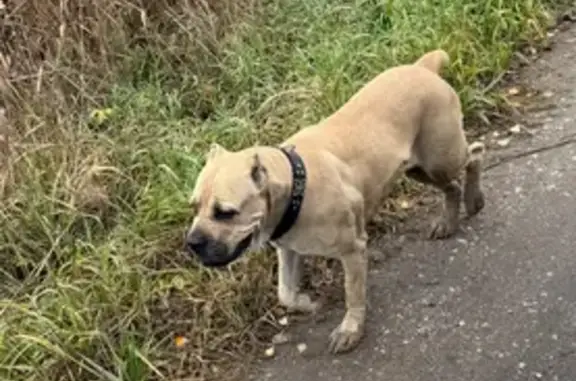 Пропала собака, Великий Новгород