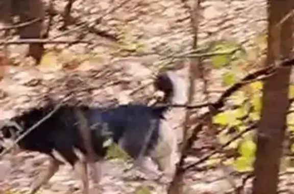 Найдена собака, Москва, фото: Собака найдена, Веерная ул., Москва