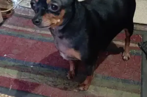 Найдена собака на ул. Интернационалистов, 32