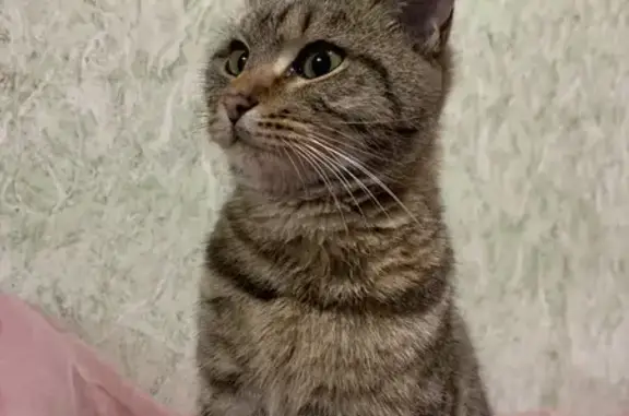 Найдена кошка, ул. Л.Шевцовой, 27, Тулун