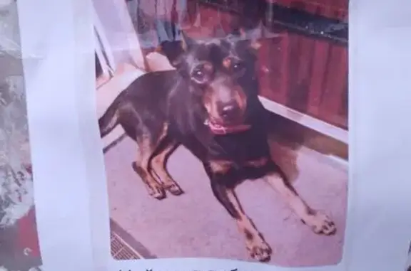 Собака найдена на 60 лет Октября, Крск