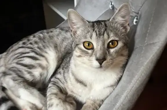 Пропала кошка, Советская ул., 20А, Реутов