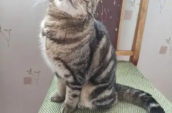 Кошка найдена, Набережная р. Уфы, 9/2