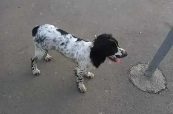 Найдена собака, Горно-Алтайск, фото: Собака найдена: ст. Музей, Социалистическая 25