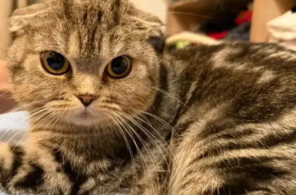 Найдена полосатая кошка, 9-я Парковая ул.