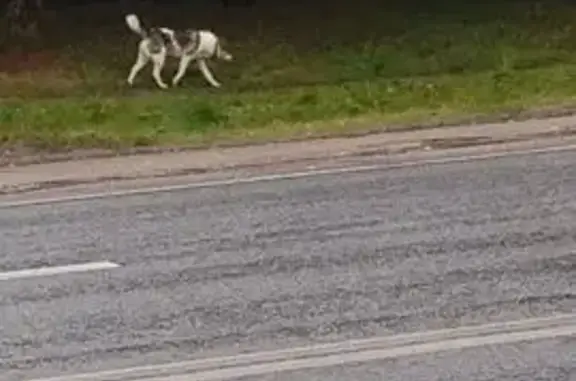 Собака найдена у 