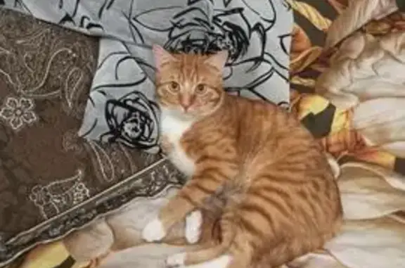 Пропал кот Барсик, ул. Самаркандская, 28