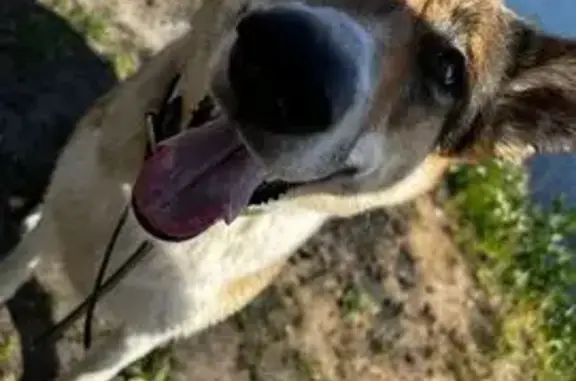 Пропала собака, ул. 65-летия Победы, 23