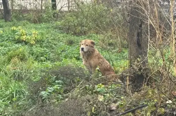 Найдена собака, Реутов, фото: Собака найдена на Ашхабадской ул., Реутов