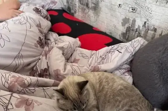 Кошки потеряшки, Орск, фото: Потеряшка кошка, Орск, ул. Молодогвардейская 88