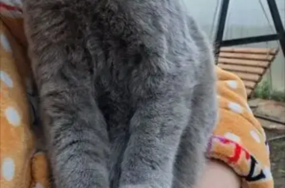 Пропала кошка, Каруна 163, Морозовск