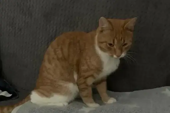 Пропала кошка: Светлая ул., 2, Коломна