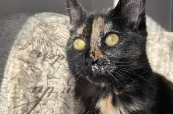 Кошки потеряшки, Иркутск, фото: Потеряшка кошка, ул. Новокшонова, 38