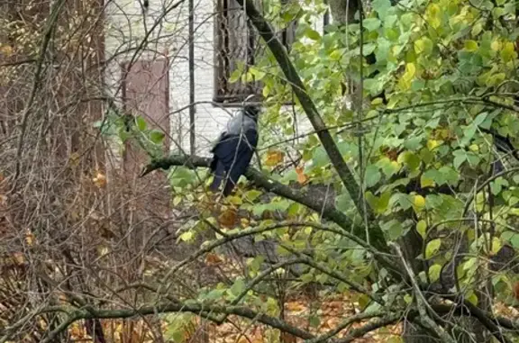 Ворона со сломанным крылом, Кр...