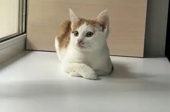 Пропала кошка Мася, Озёрная ул., 5