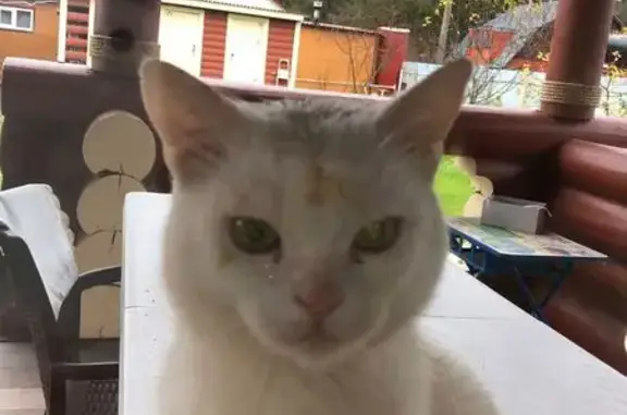 Найдена кошка, Владимирская область, фото: Кошка найдена в Селецком, Владимирская обл.