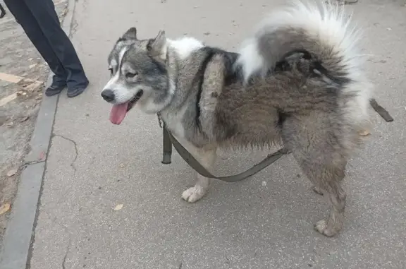 Найдена собака, Саратов, фото: Собака на автобусе 90а, ул. Чернышевского