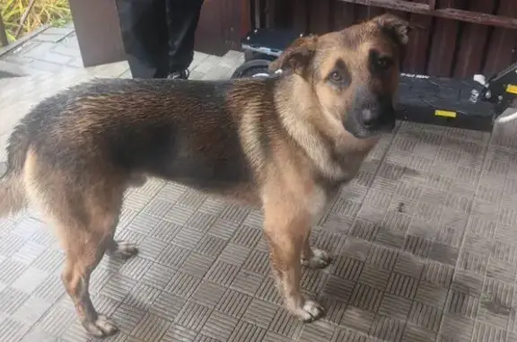 Собака найдена: Ореховая, 7, Тамбов