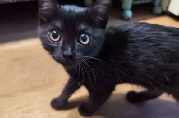 Найдена кошка, Новосибирск, фото: Кошка найдена: Первомайская 234, Нск