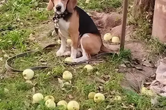 Собаки потеряшки, Калужская область, фото: Потеряшка собака, Куровское, Калужская обл.