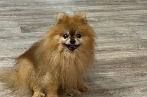 Найдена собака, Красноярск, фото: Шпиц найден на ул. Карла Маркса, 8А